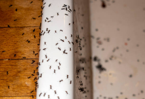 Best Flea Control Services  in Blackwater, AZ
